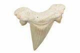 2"+ Fossil Shark Teeth (Otodus) - Khouribga, Morocco - Photo 2